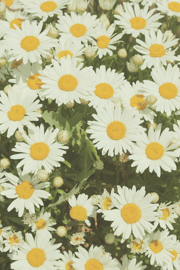 White Daisies With Yellow Centers Photograph by Poppy Thomas-hill
