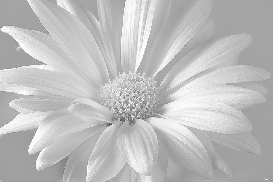 Black And White Photograph - White Daisy B&w-09 by Gordon Semmens