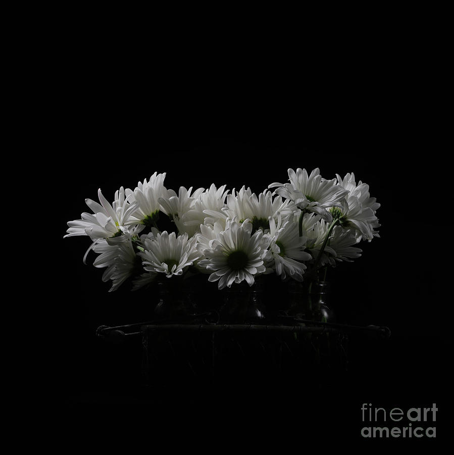 Daisy Photograph - White Daisy Flowers Black Background by Edward Fielding