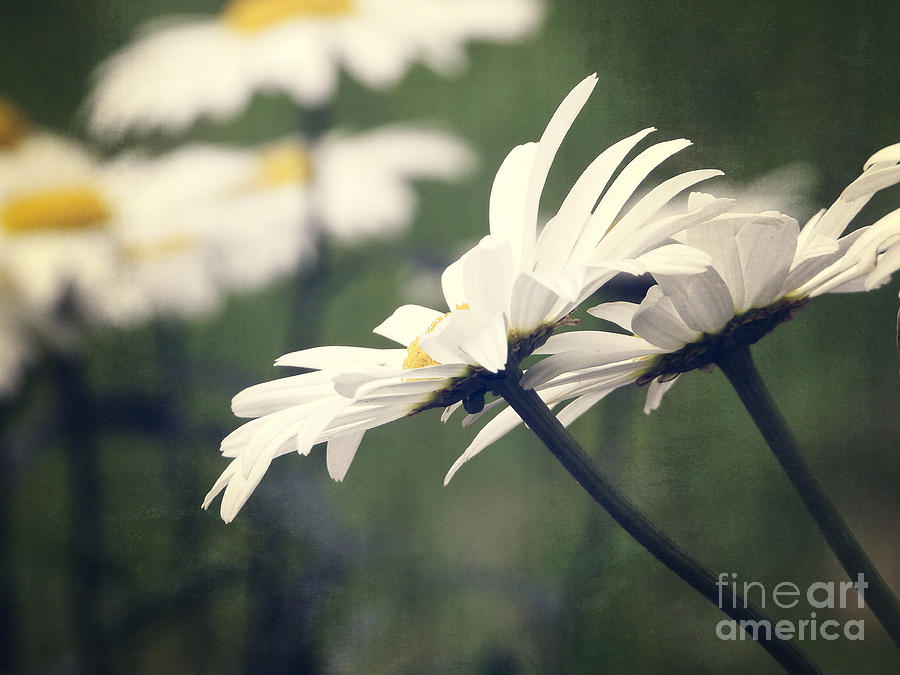 White Daisy Flowers Photograph by Ella Kaye Dickey