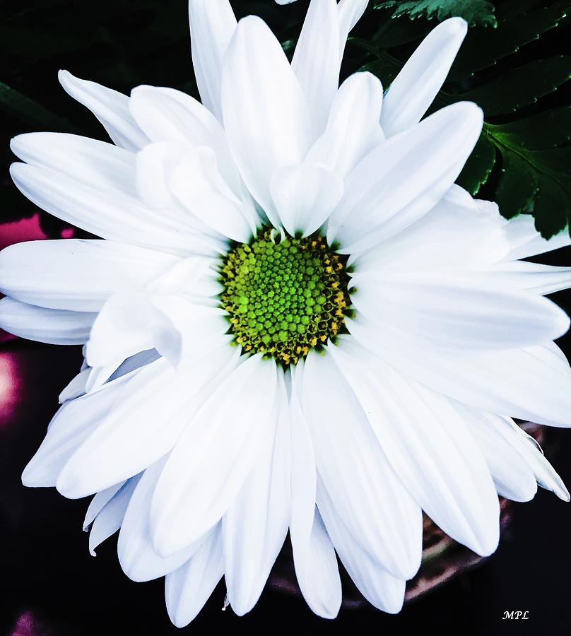 White Daisy Photograph by Marian Lonzetta