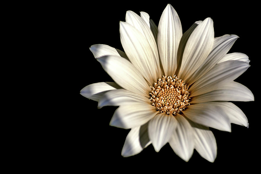 White Daisy on Black Photograph by Alison Frank