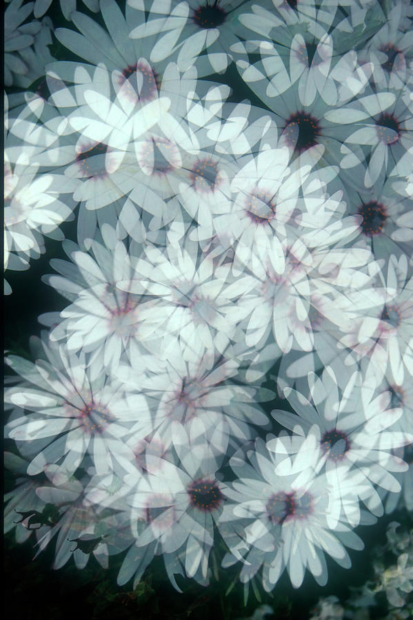 Flower Photograph - White Daisy Pattern by David Smith