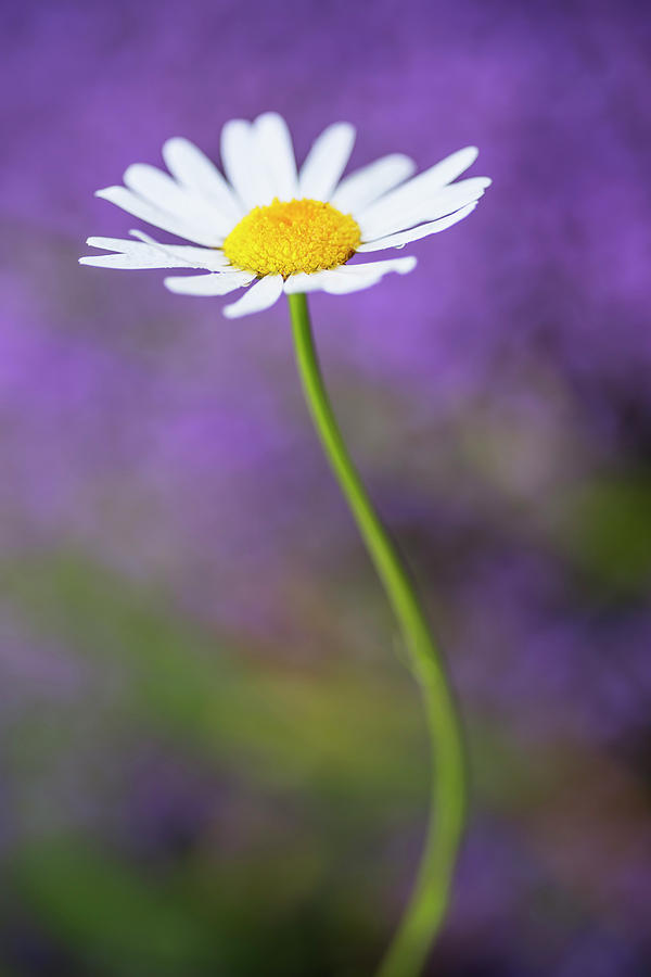 White daisy with purple background Photograph by Vishwanath Bhat