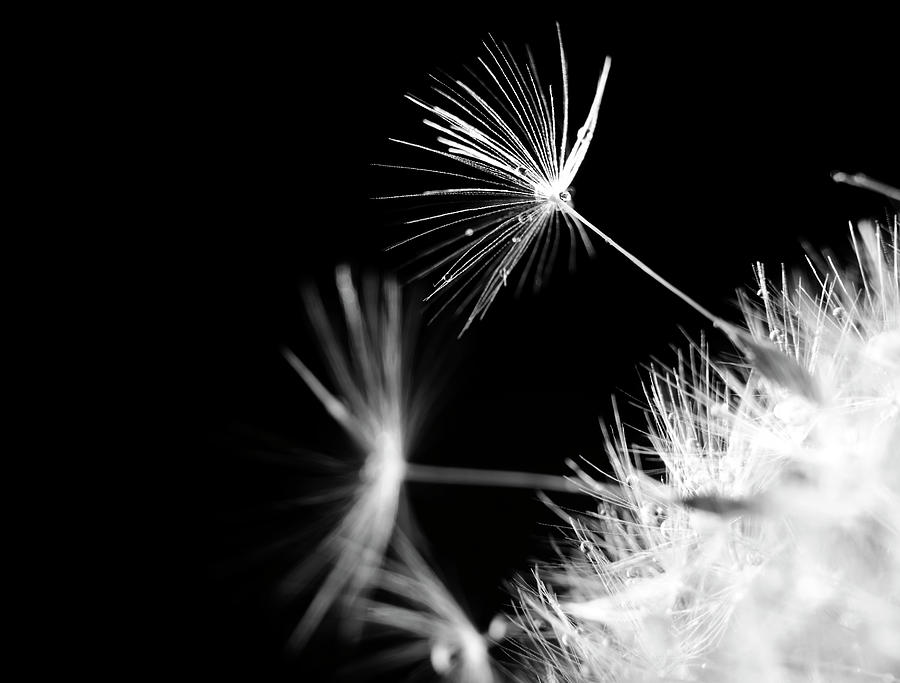 White Dandelion Photograph by Stock colors