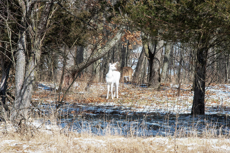 White Deer 1 Photograph by Donald Pavlica