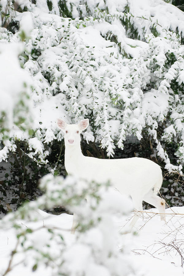 White Deer Photograph by Julie Richie