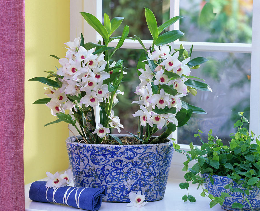 White Dendrobium In Blue Painted Jardiniere By The Window, Ficus Pumila Photograph by Friedrich Strauss
