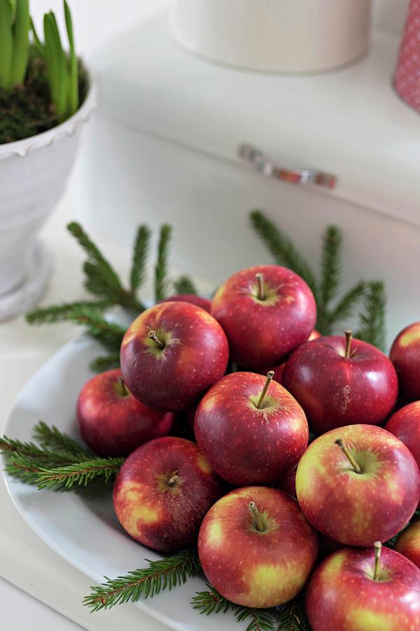 White Dish Of Red Apples And Fir Branches Photograph by Cecilia Mller