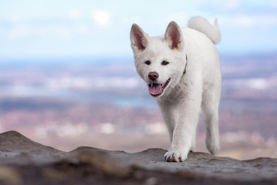 White Dog At The Top Of The Mountain Photograph
