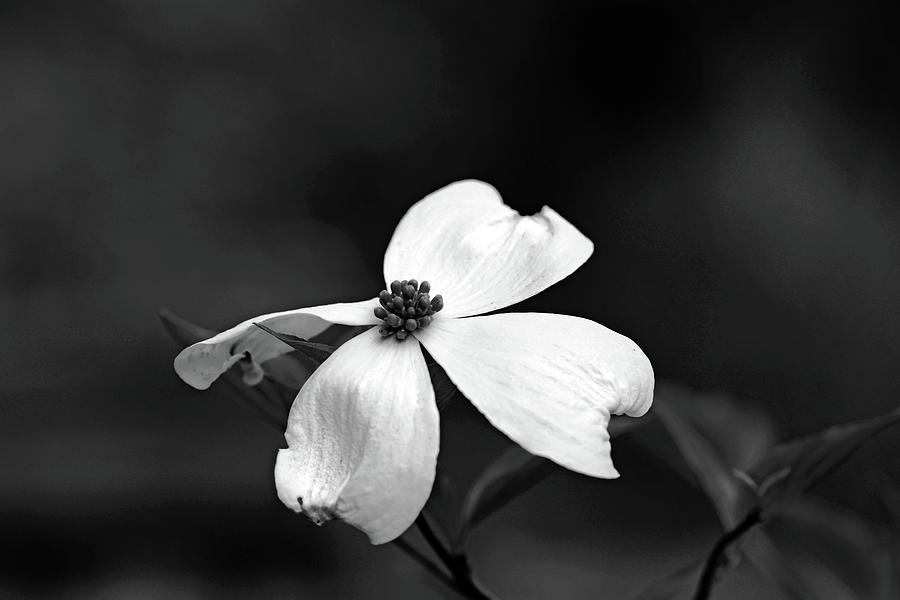 White Dogwood Bloom Black And White Photograph by Debbie Oppermann
