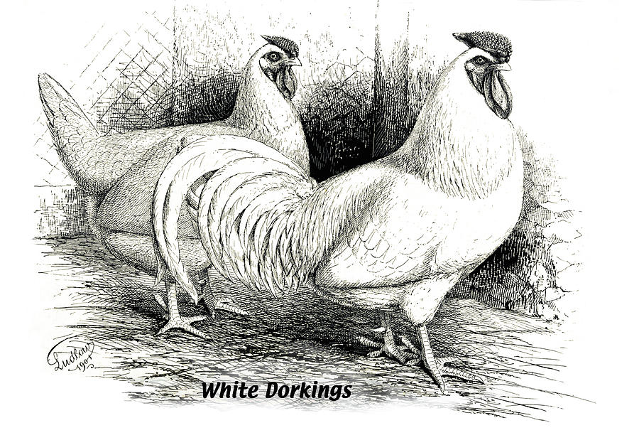 Chicken Painting - White Dorkings by J.W. Ludlow
