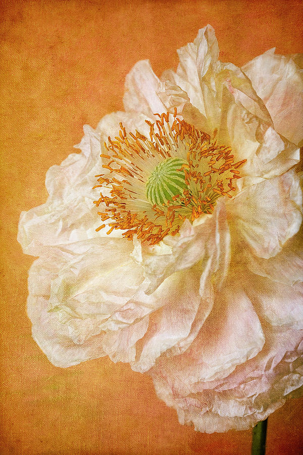 White Double Poppy Photograph by © Leslie Nicole Photographic Art