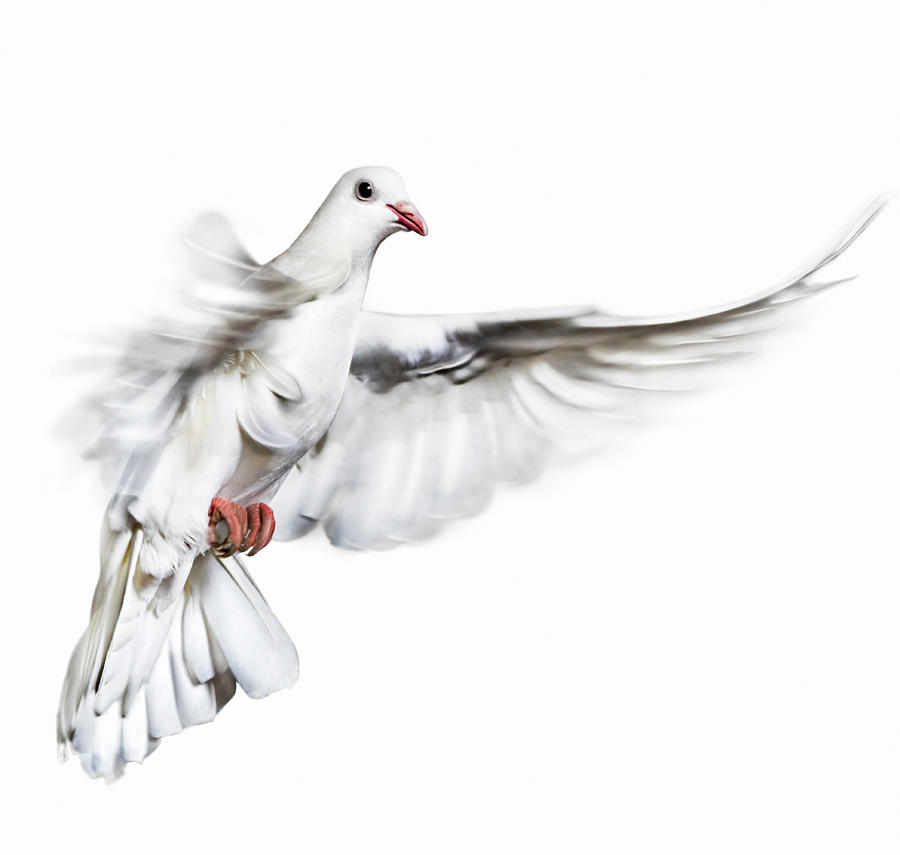 White Dove In Flight Photograph by Gandee Vasan