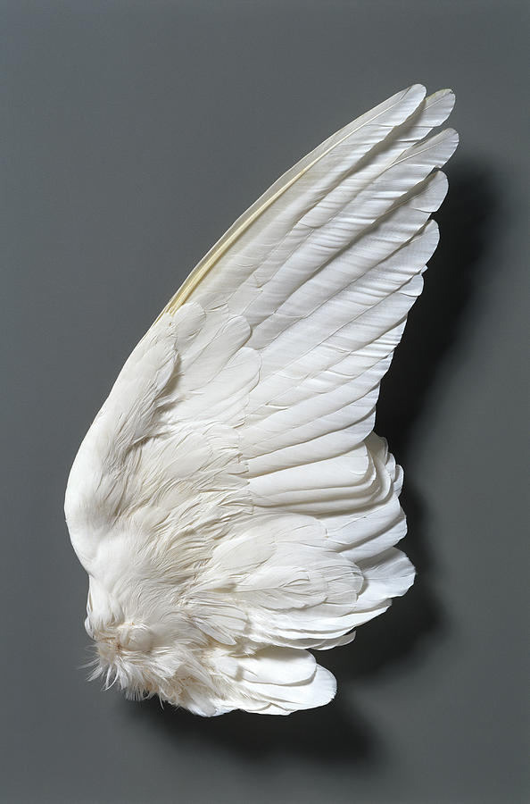 White Doves Columbidae Wing Photograph by Siede Preis