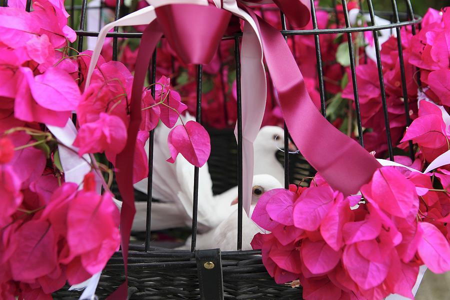 White Doves In Cage Decorated With Bougainvillea For Wedding Celebration Photograph by Zara Daly