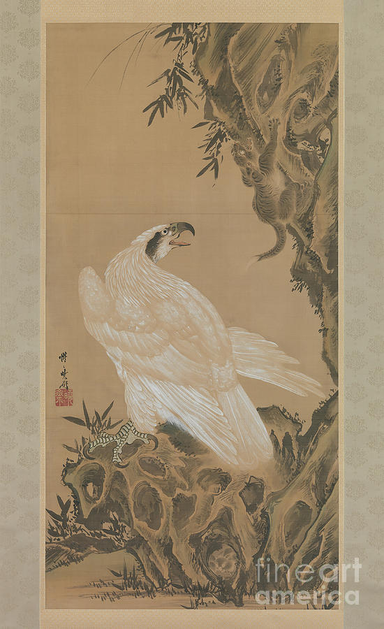 White Eagle Eyeing A Mountain Lion Drawing by Heritage Images