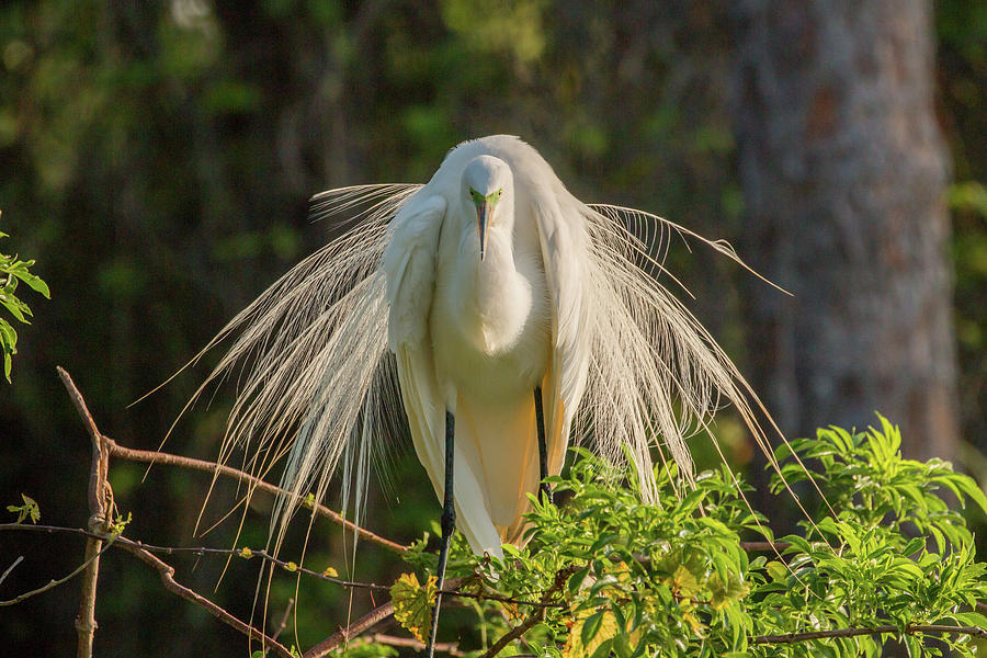 White Egret Photograph by Dorothy Cunningham