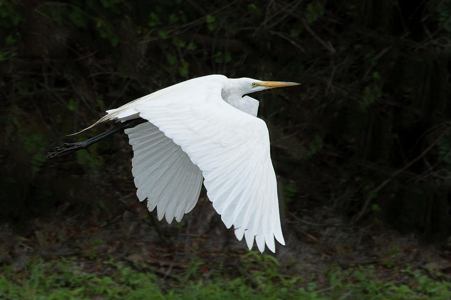 White Egret in Flight Photograph by Mitch Spence