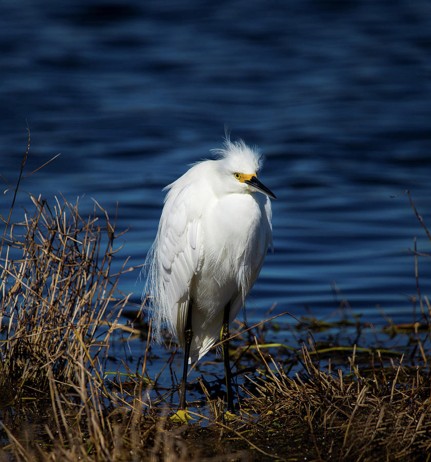 White Egret by Kevin Banker White Egret by Kevin Banker