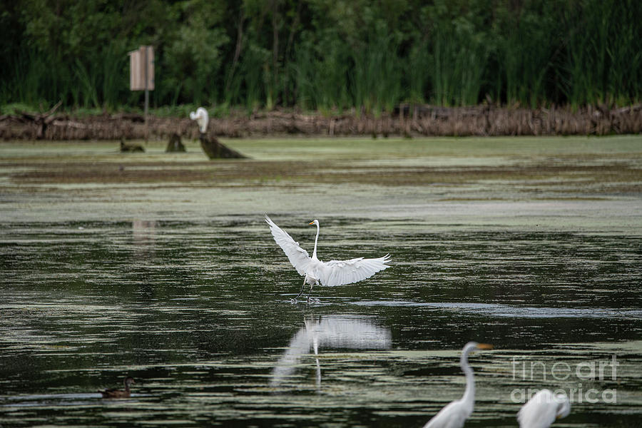 White Egret landing Photograph by David Bearden