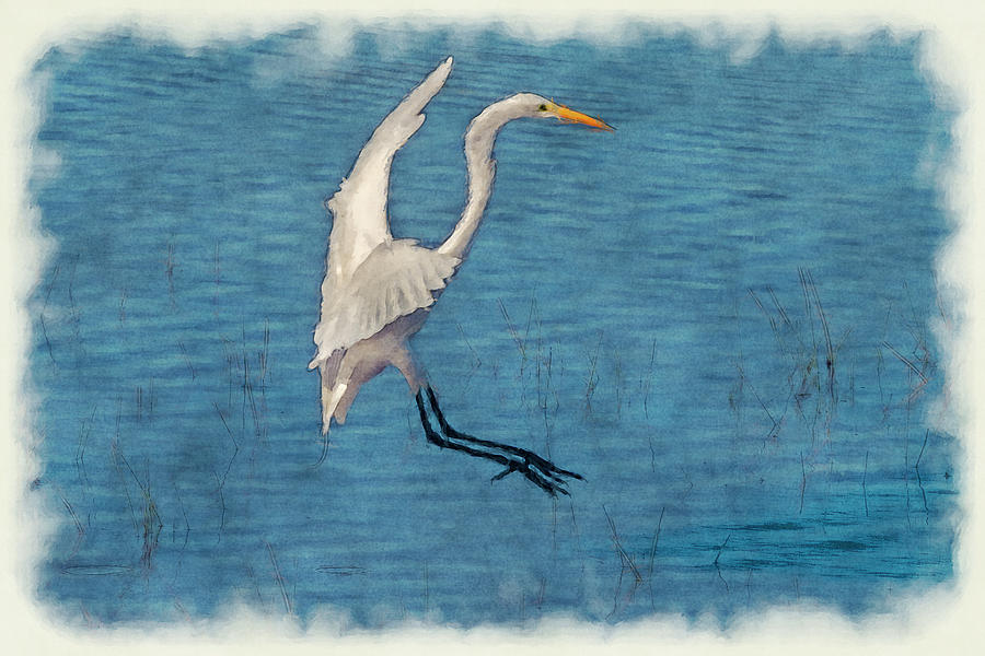 White egret landing -  paintography Photograph by Dan Friend