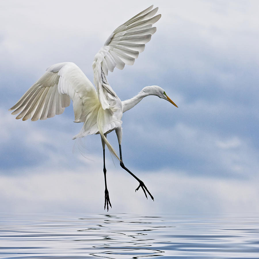 White Egret Photograph by Melinda Moore