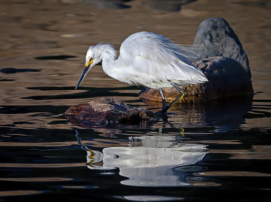 White Egret  Photograph by Rick Mosher