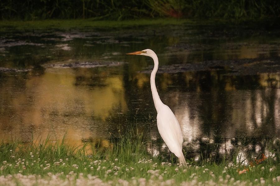 White Egret standing near small pond. by Rusty R Smith White Egret standing near small pond. by Rusty R Smith