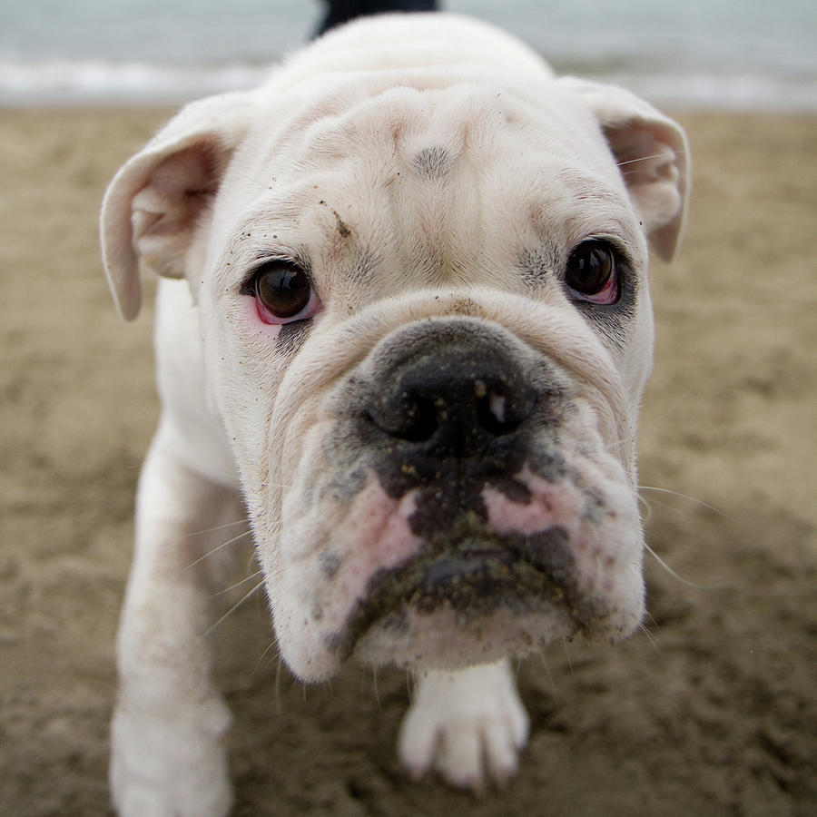 White English Bulldog On Beach Photograph by Jeremy Huylebroeck