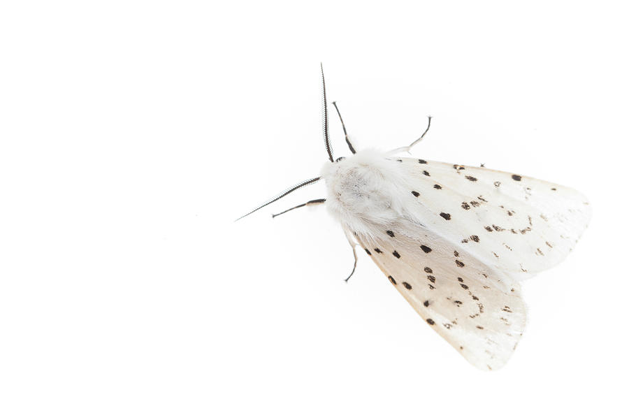 Wildlife Photograph - White Ermine Moth . De Kaaistoep Nature Reserve, Tilburg by Edwin Giesbers / Naturepl.com