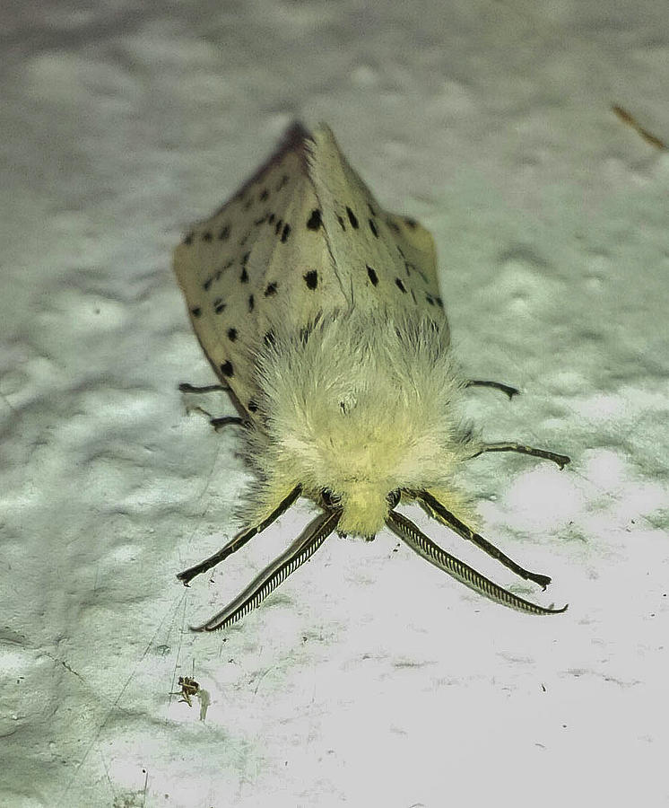 White Ermine Moth Photograph by Richard Brookes