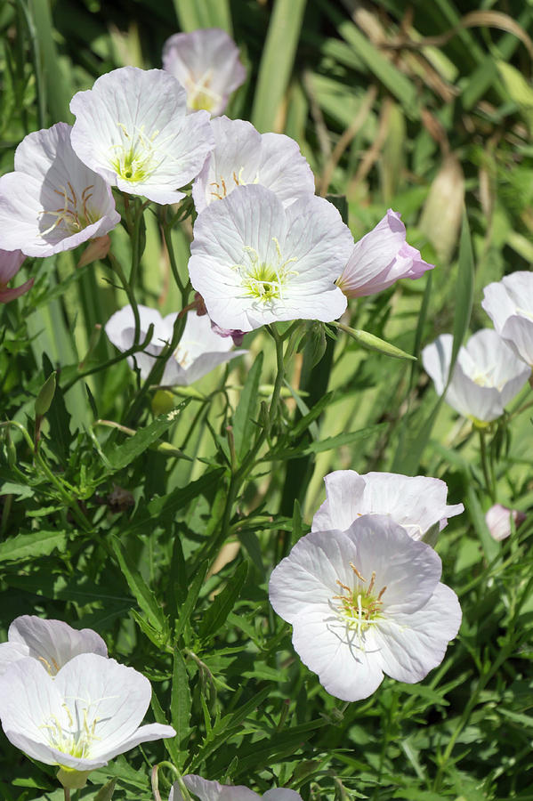 White Evening Primroses by Dawn Cavalieri White Evening Primroses by Dawn Cavalieri