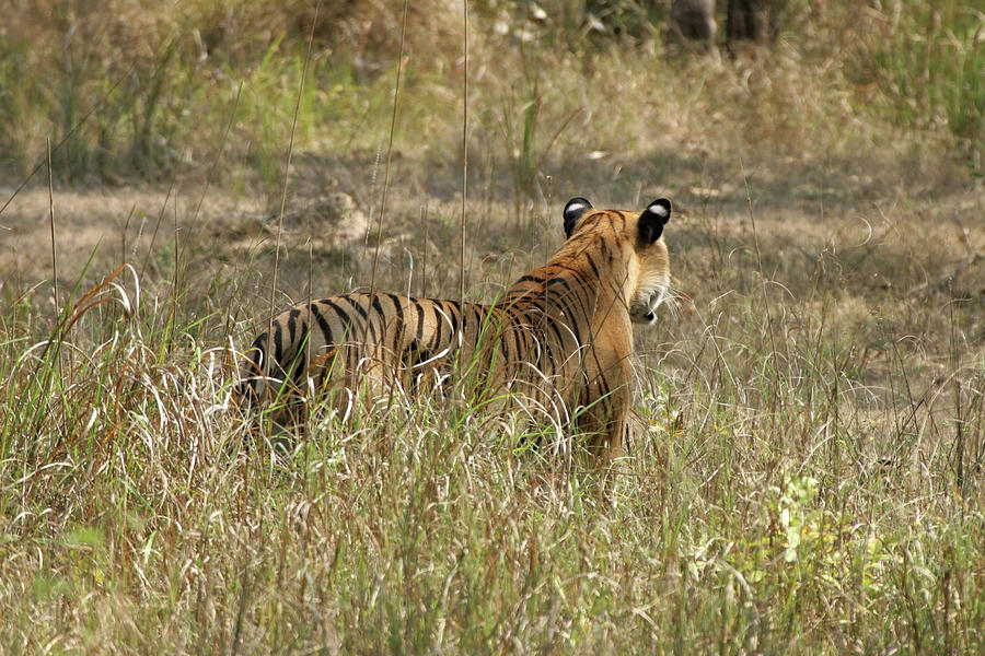 White Eye Spots On Wild Bengal Tiger Photograph by Milehightraveler