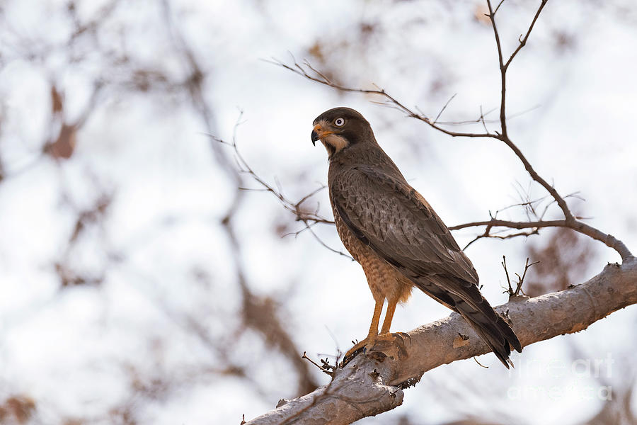 white eyed buzzard