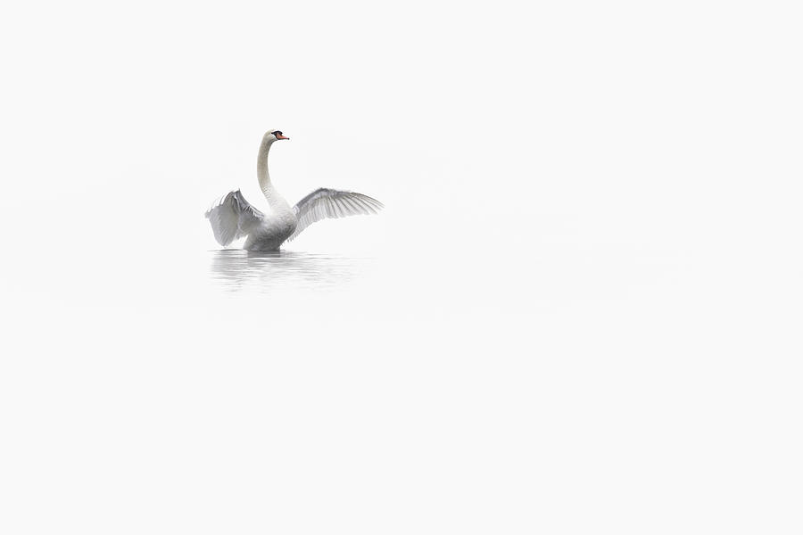 Swan Photograph - White by Fabien Bravin
