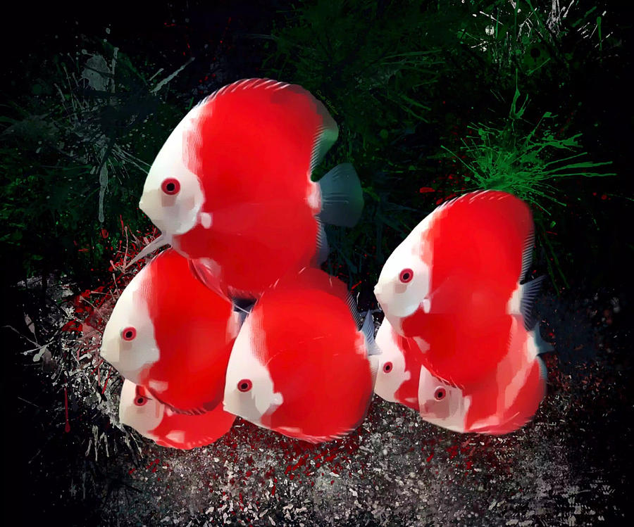 Fish Digital Art - White Face Red Discus School  by Scott Wallace Digital Designs