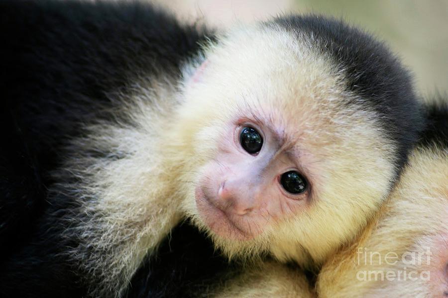 White-faced Capuchin Photograph
