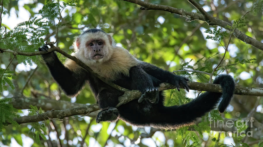 Monkey Photograph - White Faced Capuchin Monkey by Ed McDermott