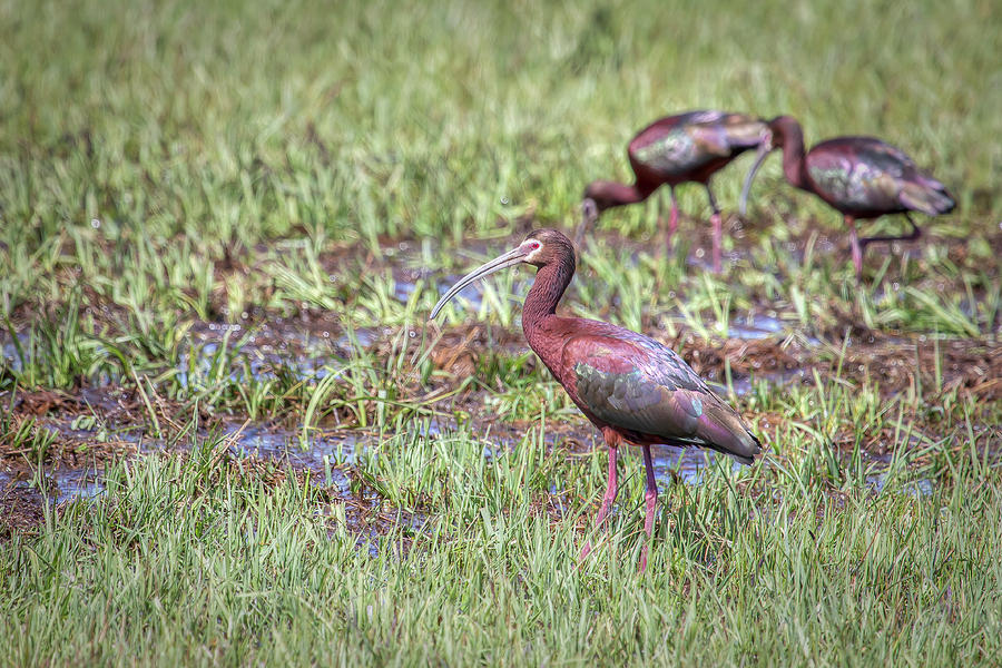White-faced Ibis 00995 Photograph by Kristina Rinell