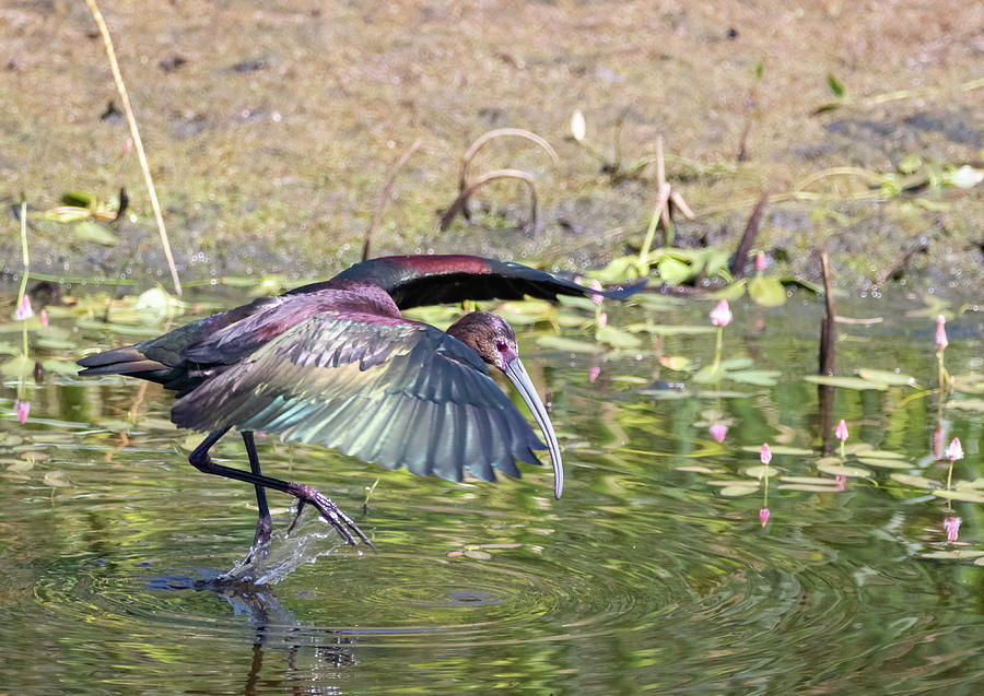 White Faced Ibis 3 by Michael Chatt White Faced Ibis 3 by Michael Chatt