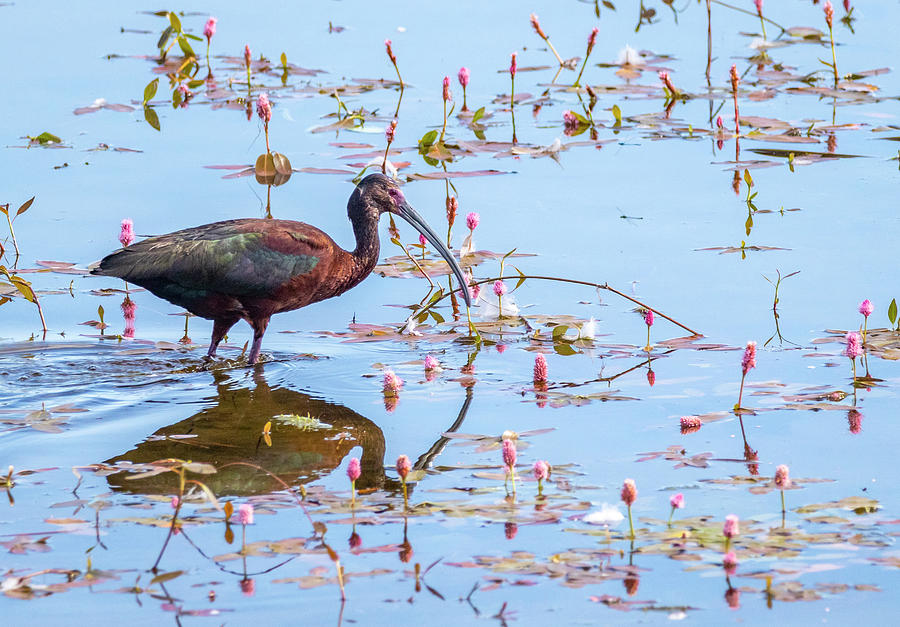 White Faced Ibis 4 by Michael Chatt White Faced Ibis 4 by Michael Chatt