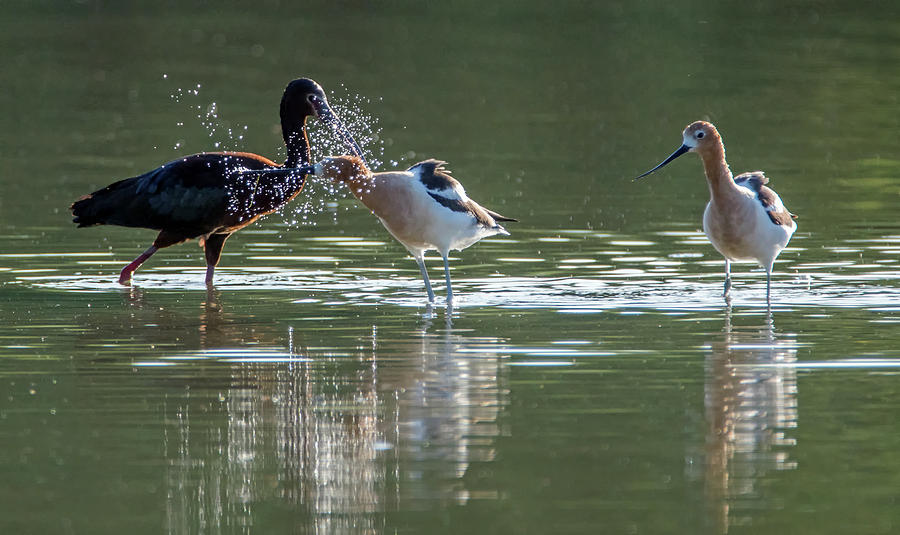 White-faced Ibis and American Avocets 4835-060519 Photograph by Tam Ryan