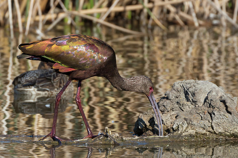 White-faced Ibis in the Marsh Photograph by Kathleen Bishop
