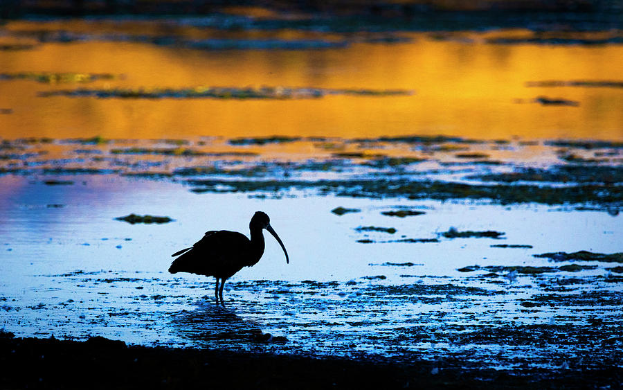 White Faced Ibis Silhouette Photograph by Rick Mosher