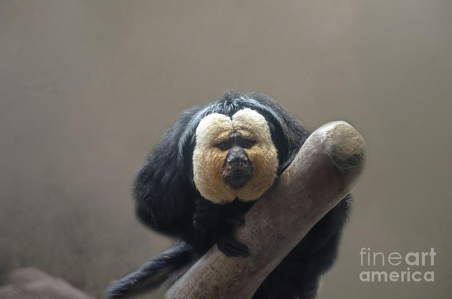Nature Photograph - White-faced Saki by Michelle Meenawong
