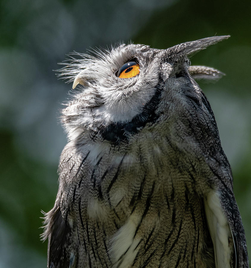 White-Faced Scops Owl Photograph by Hershey Art Images