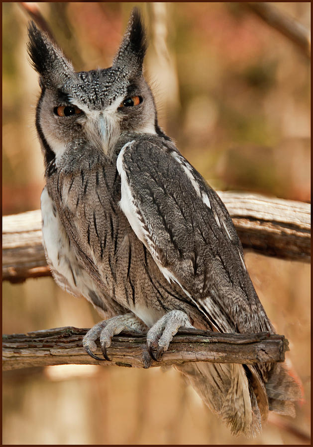 White-faced scops owl Photograph by Minnie Gallman