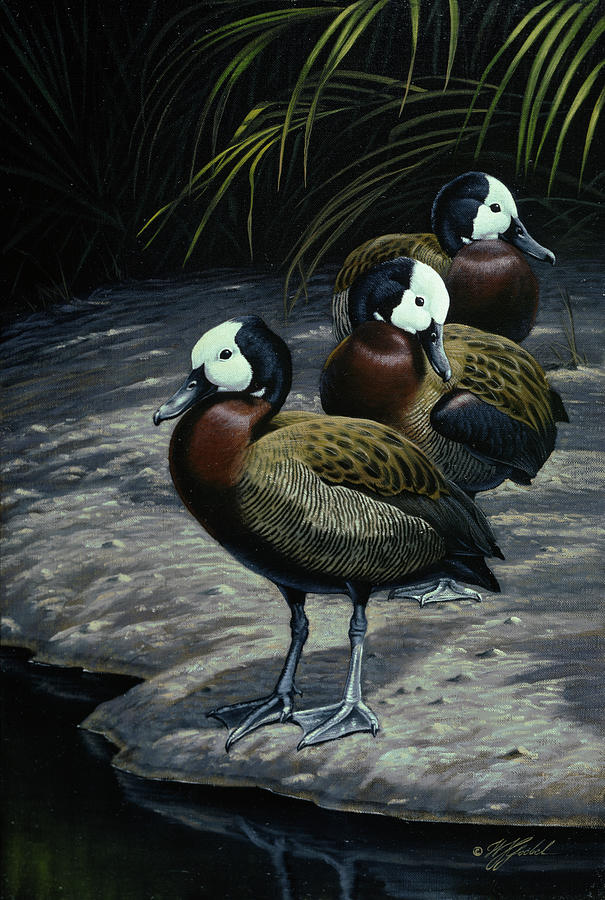 Animal Painting - White Faced Whistleing Ducks by Wilhelm Goebel