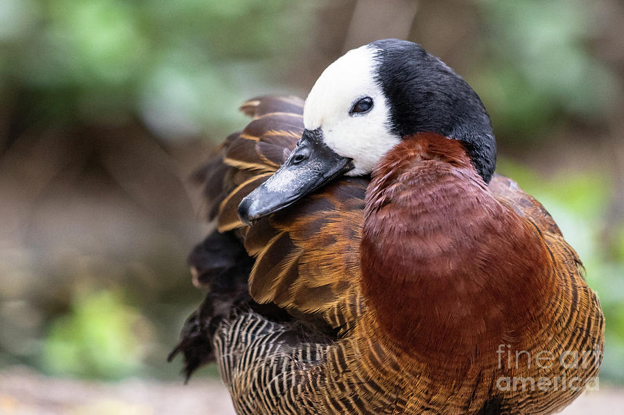 Animals Photograph - White-faced Whistling Duck by Nicki Hoffman Animals Photograph - White-faced Whistling Duck by Nicki Hoffman